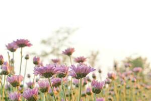 rosado crisantemo flor en campo con llamarada desde Brillo Solar y dulce calentar bokeh antecedentes. foto