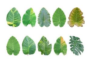 Different tropical leaves isolated on white background. object with clipping path. photo