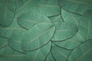 Dark green leaves texture background. Natural leaf plant for backdrop or wallpaper. photo