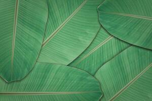 Dark green leaves texture background. Natural leaf plant for backdrop or wallpaper. photo