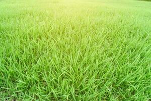 Green grass texture as background. Natural meadow landscape. photo