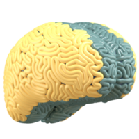 3d illustration of brain with high quality render png