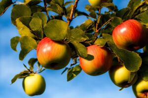 A Tree Filled With Lots Of Green And Red Apples. photo