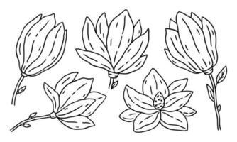 Set of Magnolia flowers isolated on white background. Vector hand-drawn illustration in outline style. Perfect for cards, decorations, logo, various designs. Botanical clipart.