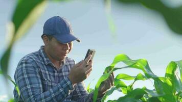 asiático joven fama trabajando en un maizal. inspeccionando utilizando teléfono inteligente inspeccionando hojas causado por plagas inteligente agricultura. video