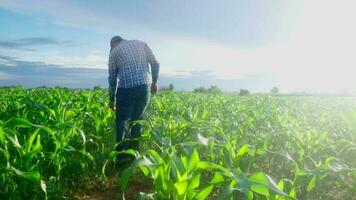 ásia jovem famer trabalhando dentro uma milharal. inspecionando usando Smartphone inspecionando folhas causou de pragas. inteligente agricultura. video