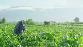 asiatico giovane famer Lavorando nel un' campo di mais. ispezionando utilizzando smartphone ispezionando le foglie causato di parassiti. inteligente agricoltura. video