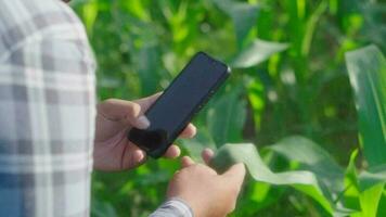 cloes su mano giovane famer Lavorando nel un' campo di mais. ispezionando utilizzando smartphone ispezionando le foglie causato di parassiti. inteligente agricoltura. video