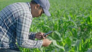 asiatique Jeune célèbre travail dans une champ de blé. inspecter en utilisant téléphone intelligent inspecter feuilles causé par nuisibles. intelligent agriculture. video