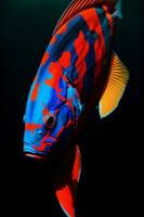 A Close Up Of A Fish On A Black Background. AI Generated photo