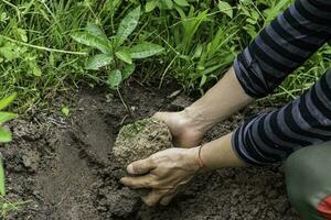 Close-up of young man planting sprout in garden. Environment and ecology concept photo