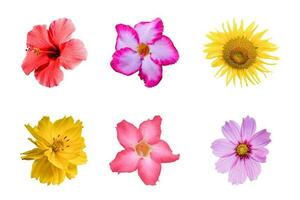 Various colorful flowers isolated on white background. Set of Cosmos, Daisy, sunflower, Azalea. with clipping path. photo