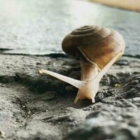 Snail, Macro, Small photo