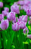 violet poppy flowers in summer. Opium poppy field photo