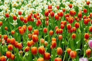 orange poppy flowers in summer. Opium poppy field photo