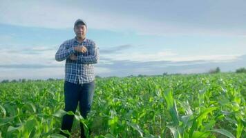 asiatisch jung Berühmtheit Arbeiten im ein cornfield.smart Landwirtschaft Konzept. video