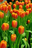 orange poppy flowers in summer. Opium poppy field photo