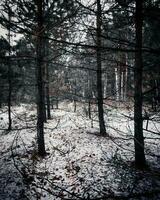 bosque cubierto en el nieve foto