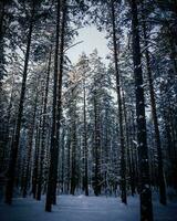 arboles de bosque foto