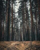 road in the forest photo