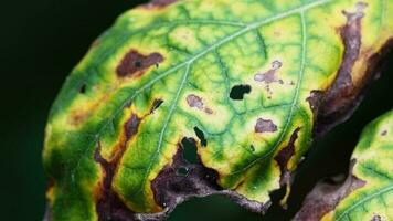 el Plaga en el planta daños y perjuicios el hojas. conceptos de planta enfermedad y químico usar. video