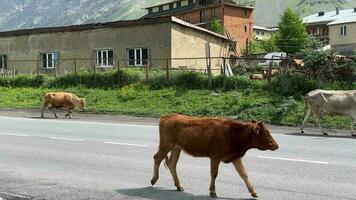 kudde van koe wandelen Aan straat in landelijk Oppervlakte van Georgië video