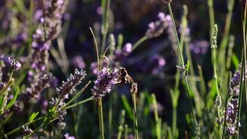 geting är samlar pollen från en lavendel- blomma i långsam rörelse video