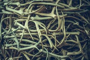 Pile of Deers Antlers photo