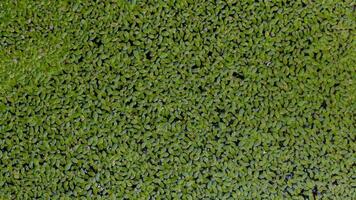 Above view of lesser duckweed. Floating aquatic plants cover the surface. Beautiful in garden decoration. photo