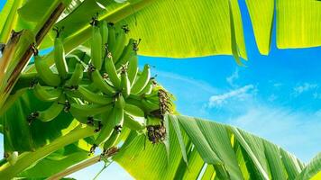 Raw cavendish banana fruit on the tree in garden at Thailand. Under beautiful blue sky and white clouds. photo