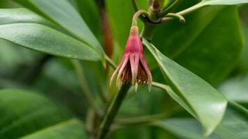 Pink flower colosr of name Bruguira gymnorrhiza. Flowers hanging from the end of the branch. Mangrove forest near the sea in Thailand. photo