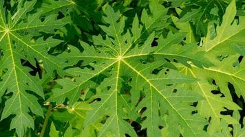 Outdoor tropical tree papaya leaves. Green leaves, green nature background. photo