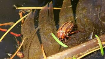 assetato Maggio scarafaggio nel acqua di giardino stagno annegamento o assetato e potabile acqua nel caldo estate siccità strisciando su piuma nel acqua come maschio insetto maggiolino scarafaggio nel avvicinamento macro Visualizza natura video