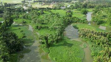 Aerial view green lush river with natural plant at SungaI Perai, Penang video