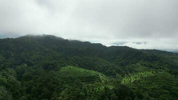 Aerial move over plantation at hill in misty low cloud day video