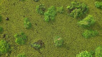 un aérien vue de une herbeux zone avec buisson à zone humide video