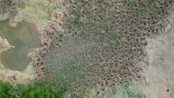 des oiseaux œil vue de une pièce de herbe et saleté video