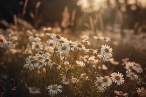 Dreamy daisies in sepia. photo