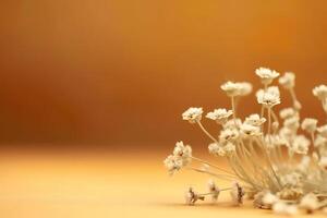 Daisies on orange background. photo