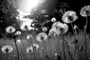 Black and white photography of dandelions. photo