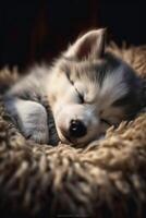 Husky puppy sleeping on a soft blanket. photo