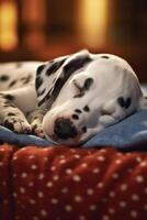 Adorable Dalmatian puppy sleeping in the room at home. photo