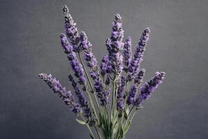 Lavender flowers on a gray background. photo