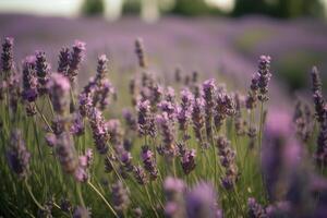 A walk through the lavender field. photo