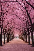 Avenues of cherry blossom trees in spring. photo