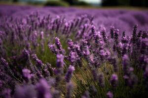 A walk through the lavender field. photo