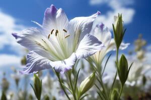 Blossoms of a silver bellflower. photo