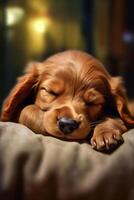 English Cocker Spaniel cute puppy sleeping on the bed. photo