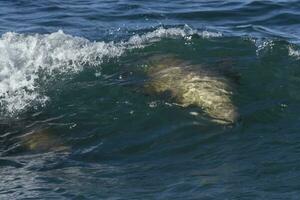 Sea lion surfing in the waves, Patagonia,Argentina. photo