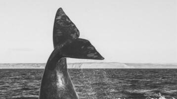 ballena cola fuera de agua, península valdés,patagonia,argentina. foto